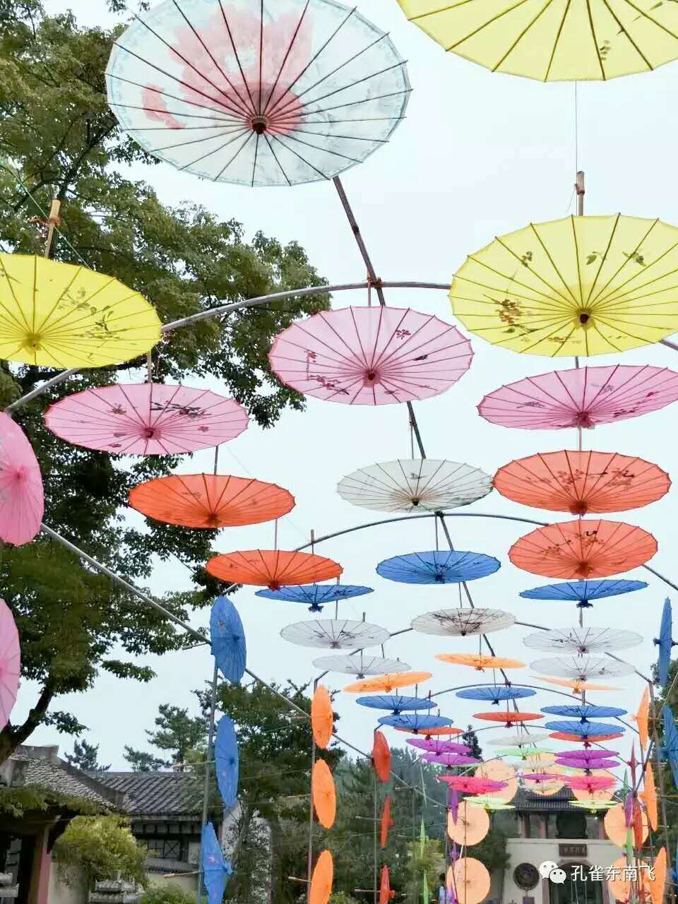 孔雀东南飞景区首届七彩油伞浪漫风铃节盛大开幕(图7) 孔雀东南飞景区首届七彩油伞浪漫风铃节盛大开幕(图7)